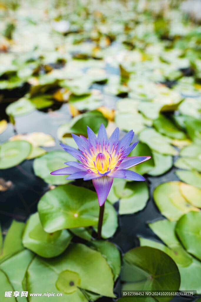 荷花