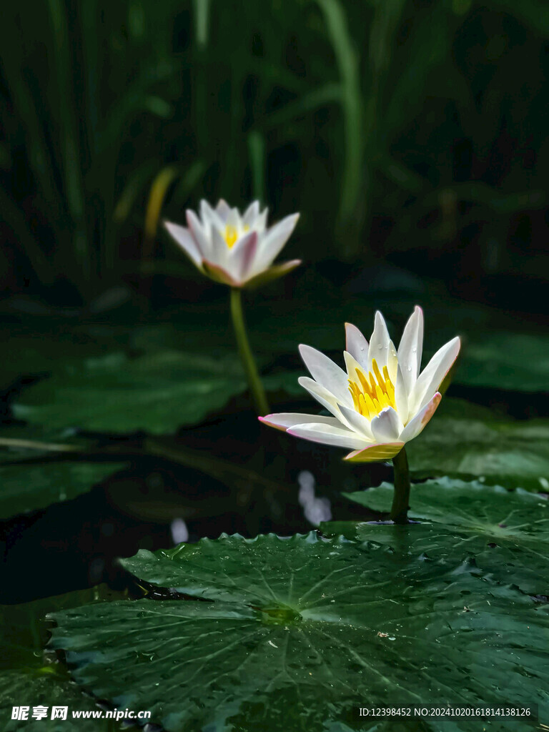 荷花