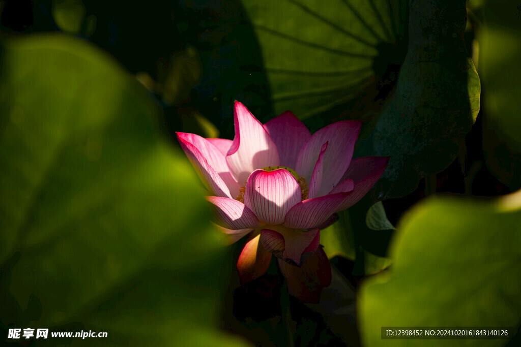 荷花