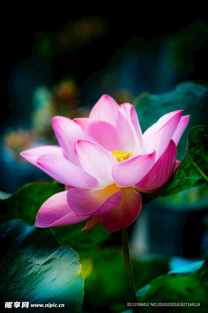 荷花