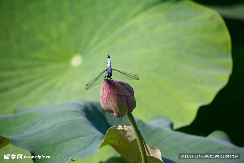 荷花