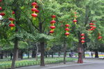 银杏树  