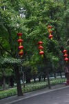 银杏树  