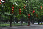 银杏树  