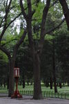 公园风景  