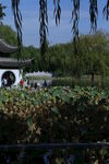 荷塘荷叶 