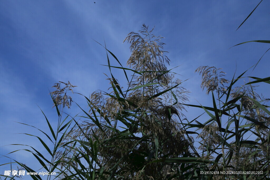 芦苇芦花  