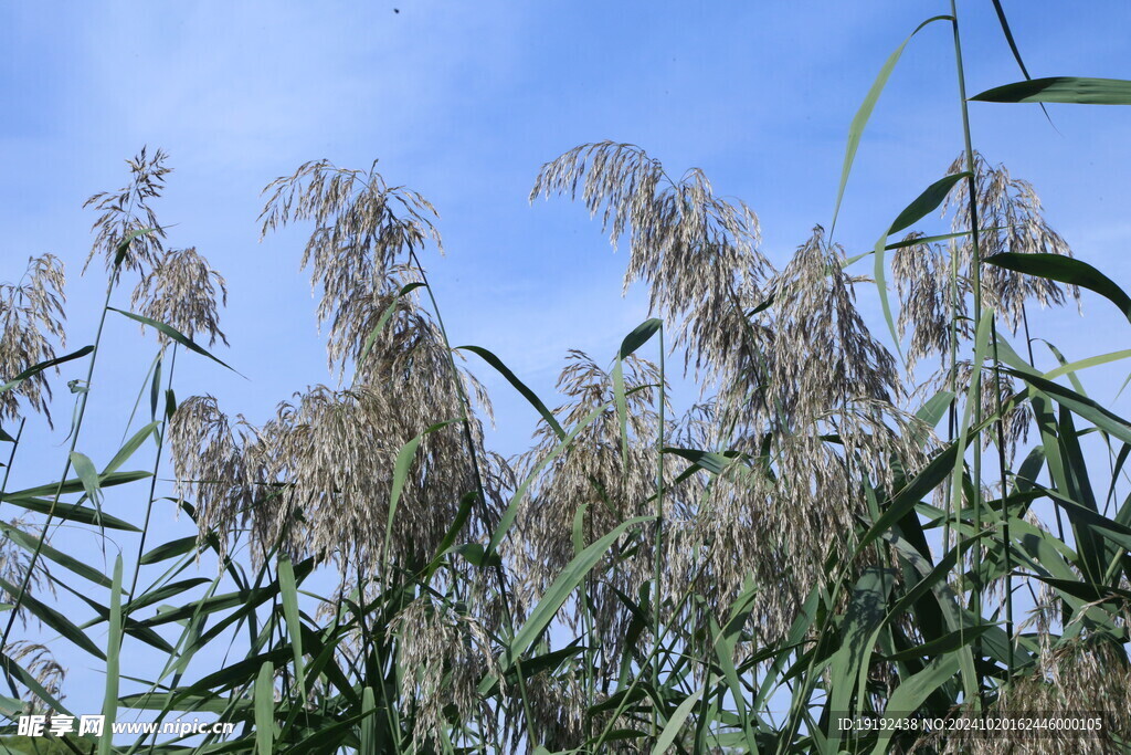 芦苇芦花  