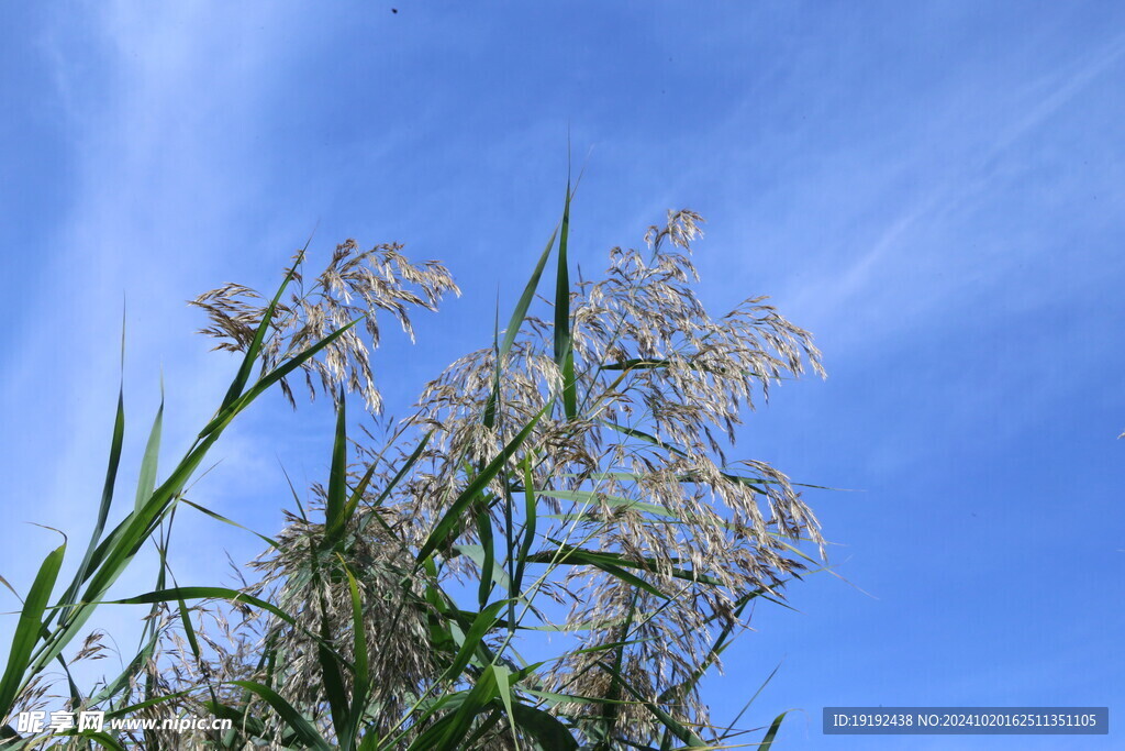 芦苇芦花  