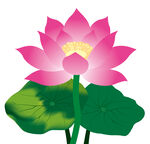 荷花插画