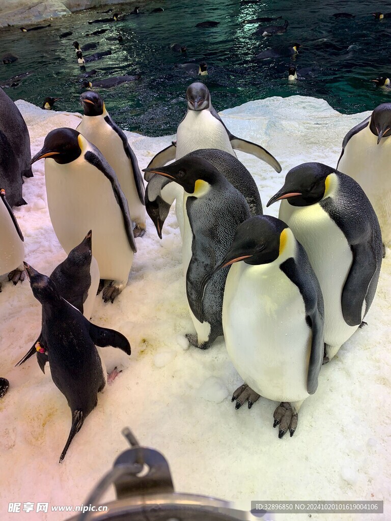 企鹅