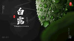 白露节气宣传海报展板