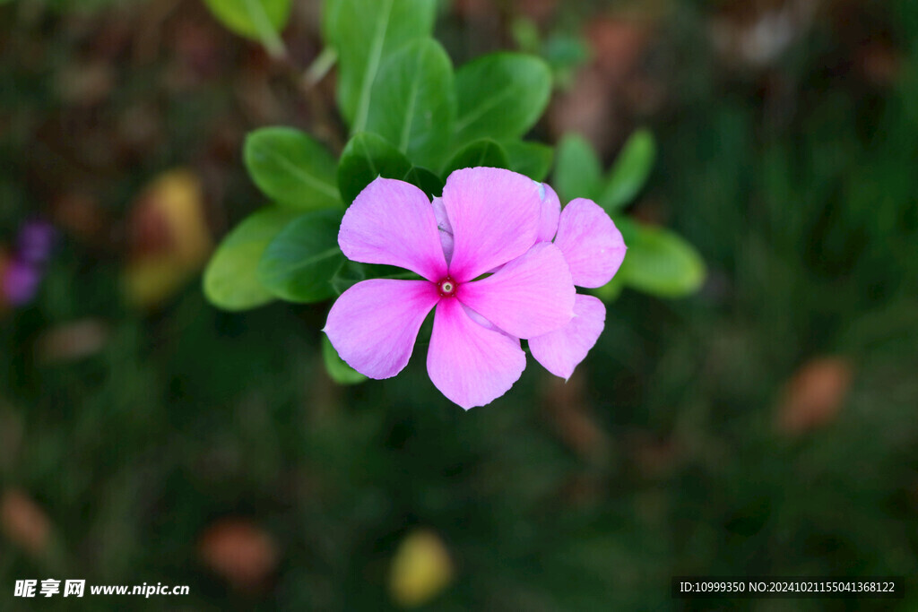 长春花