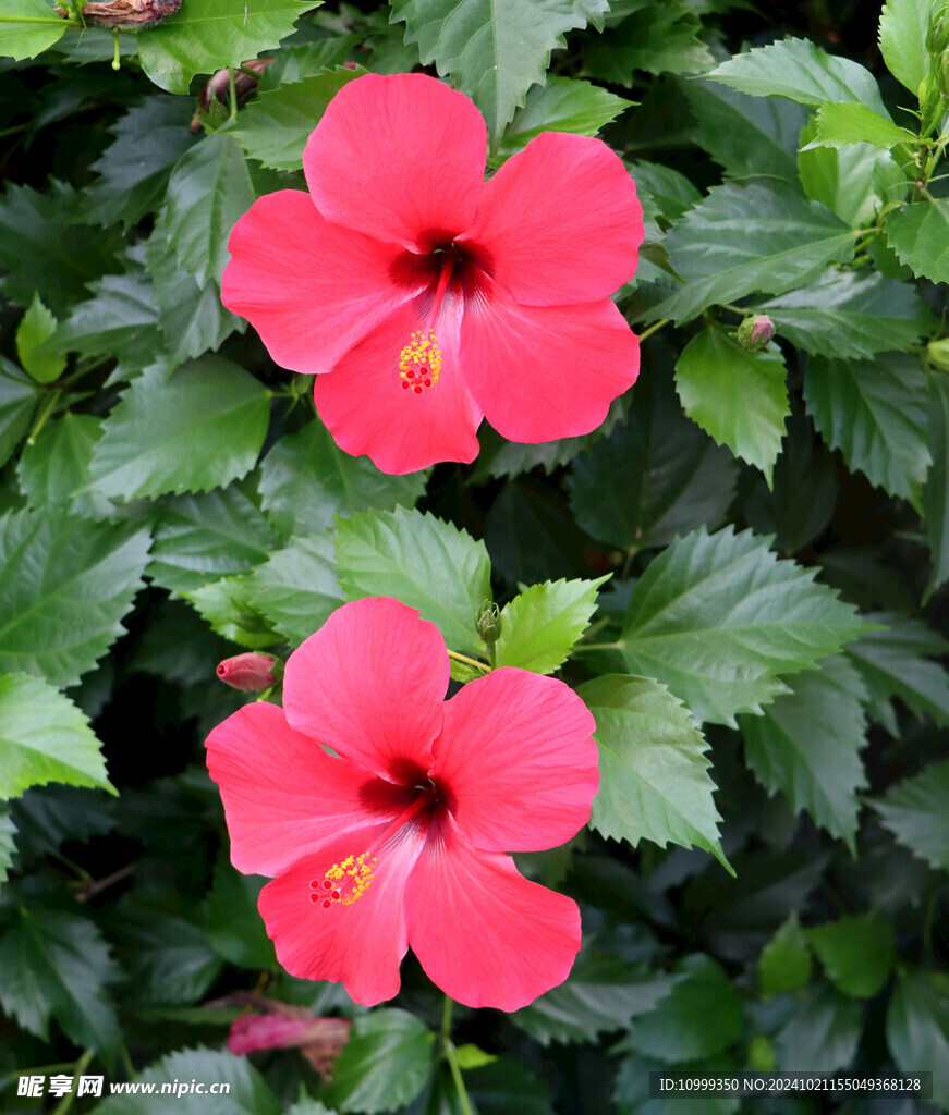 扶桑花