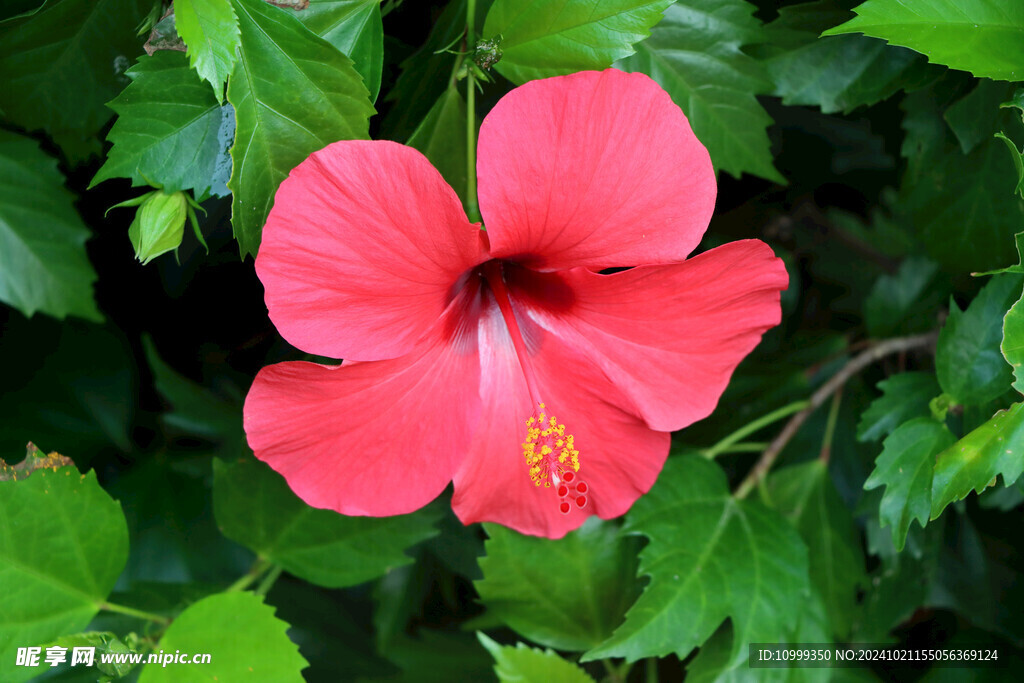 扶桑花