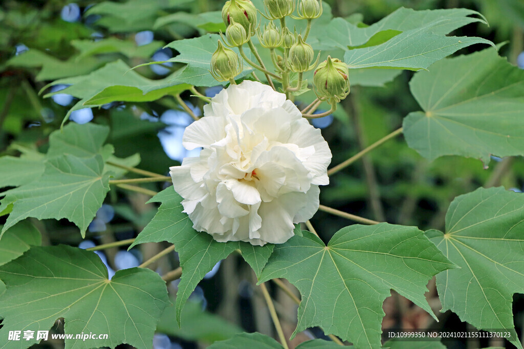 木芙蓉