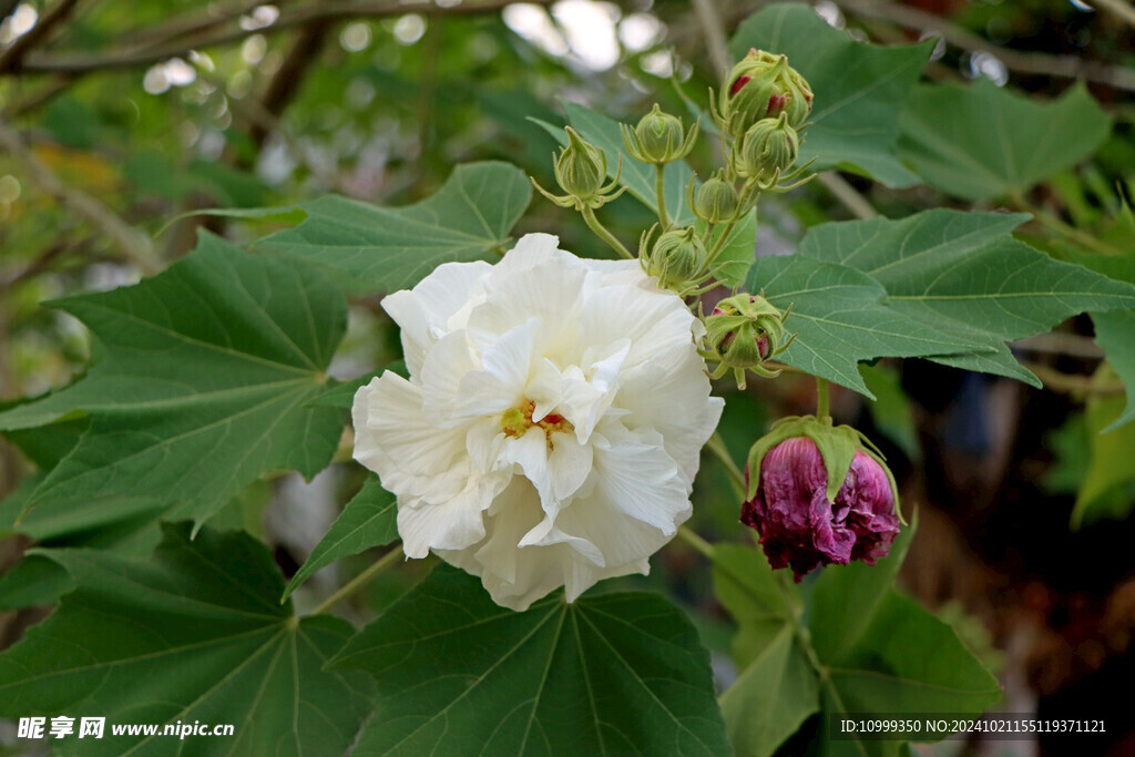 木芙蓉