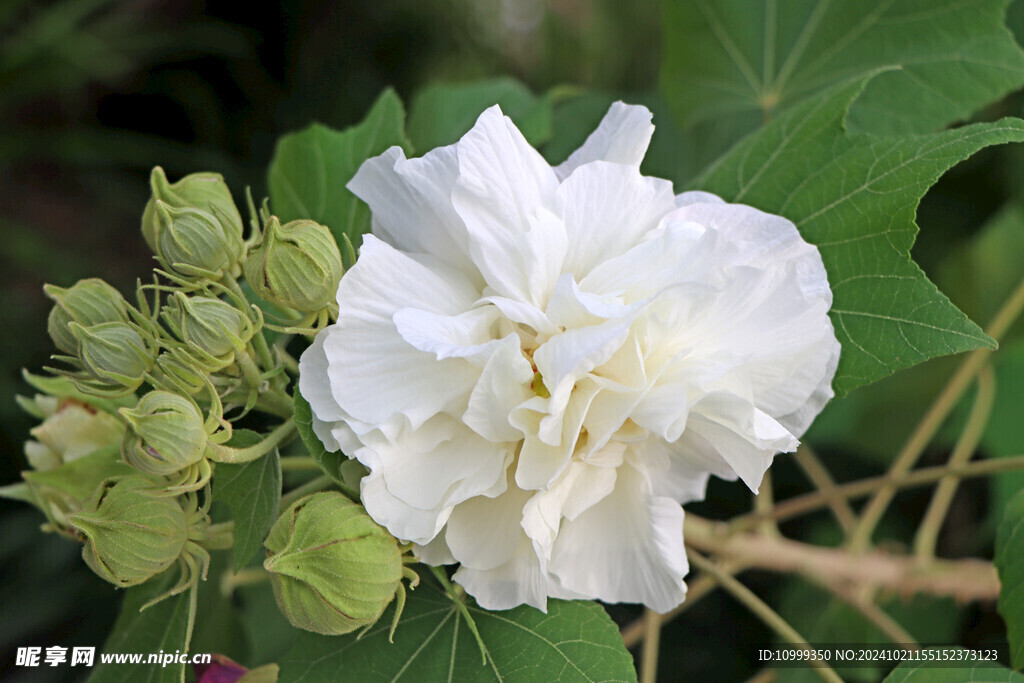 白色木芙蓉花