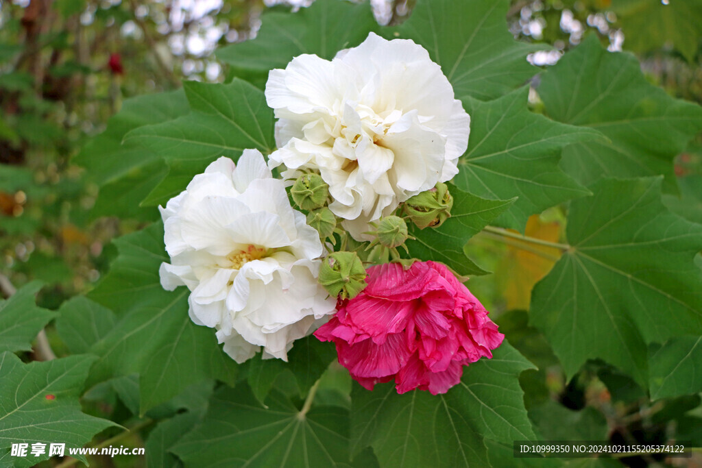 白色木芙蓉花