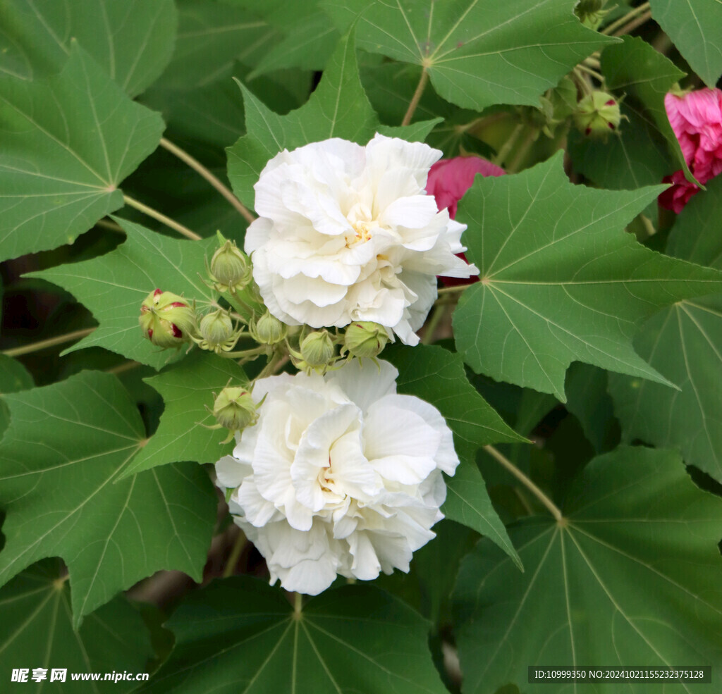 木芙蓉