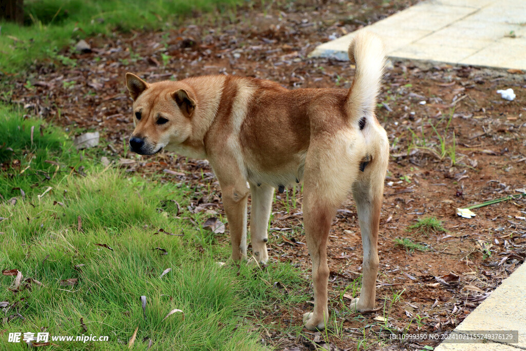 农村土狗