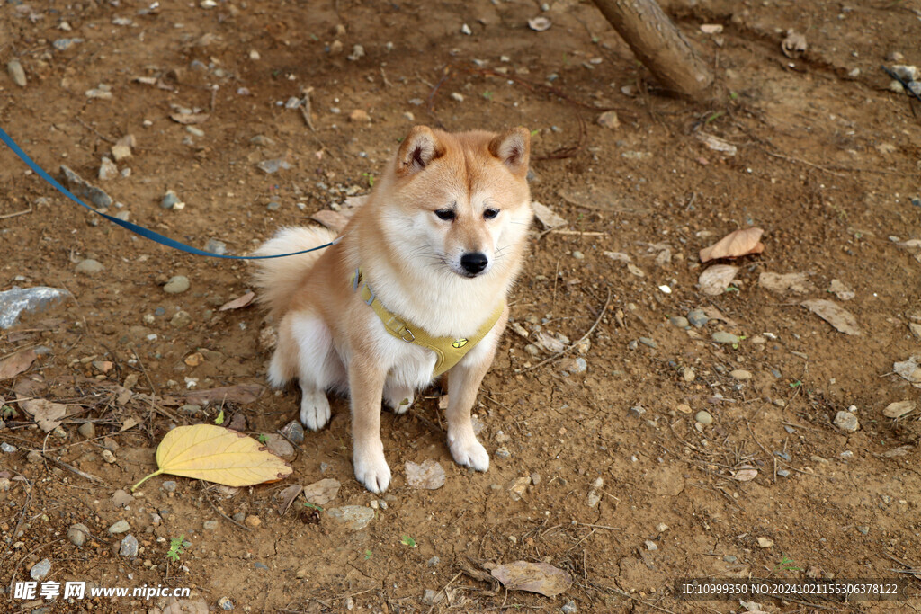 农村土狗