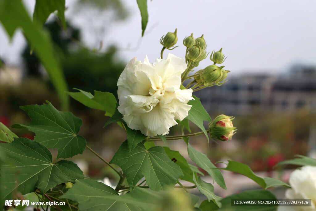 木芙蓉