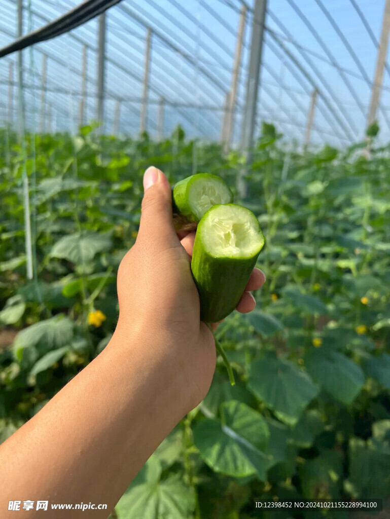 黄瓜