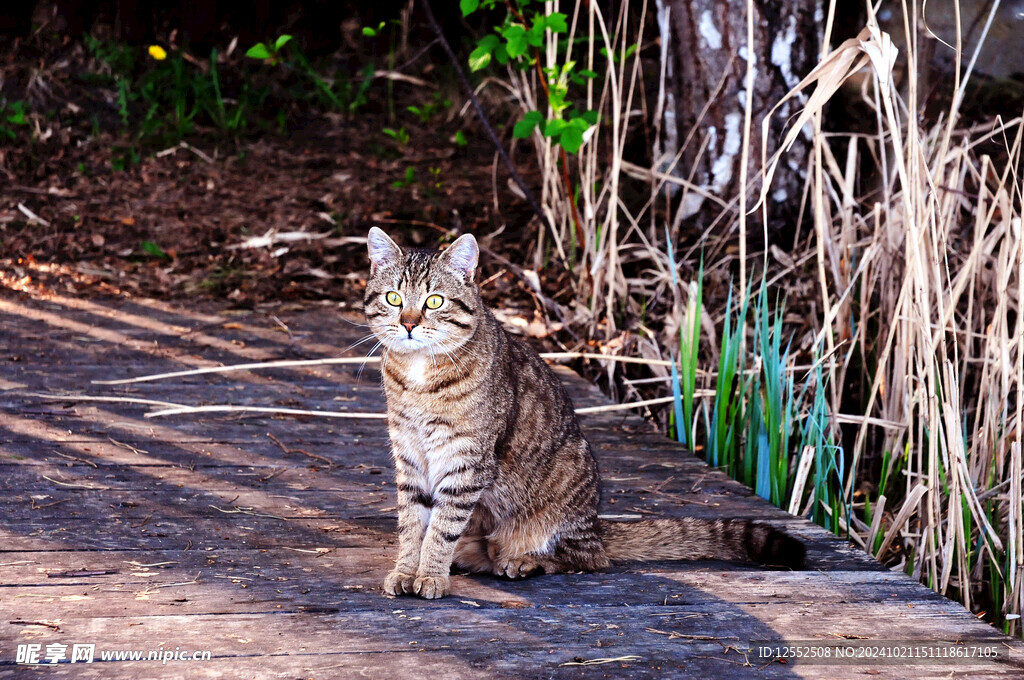 猫咪