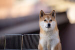 狗 