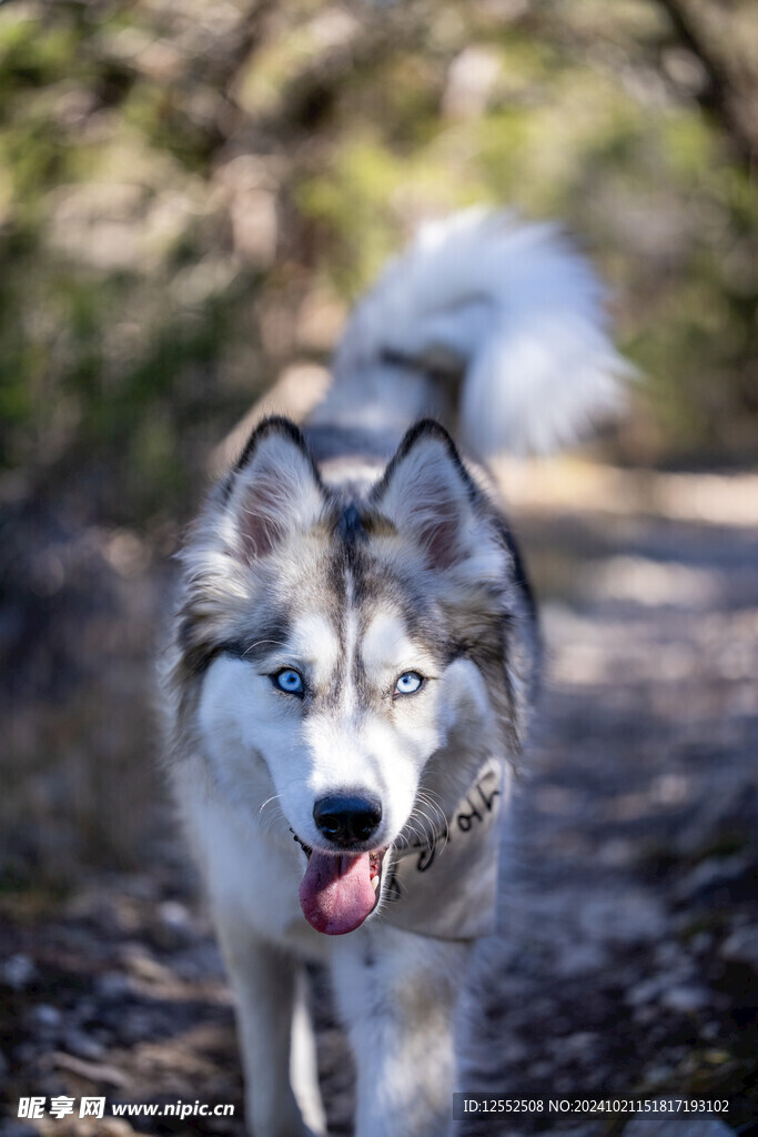 狗 
