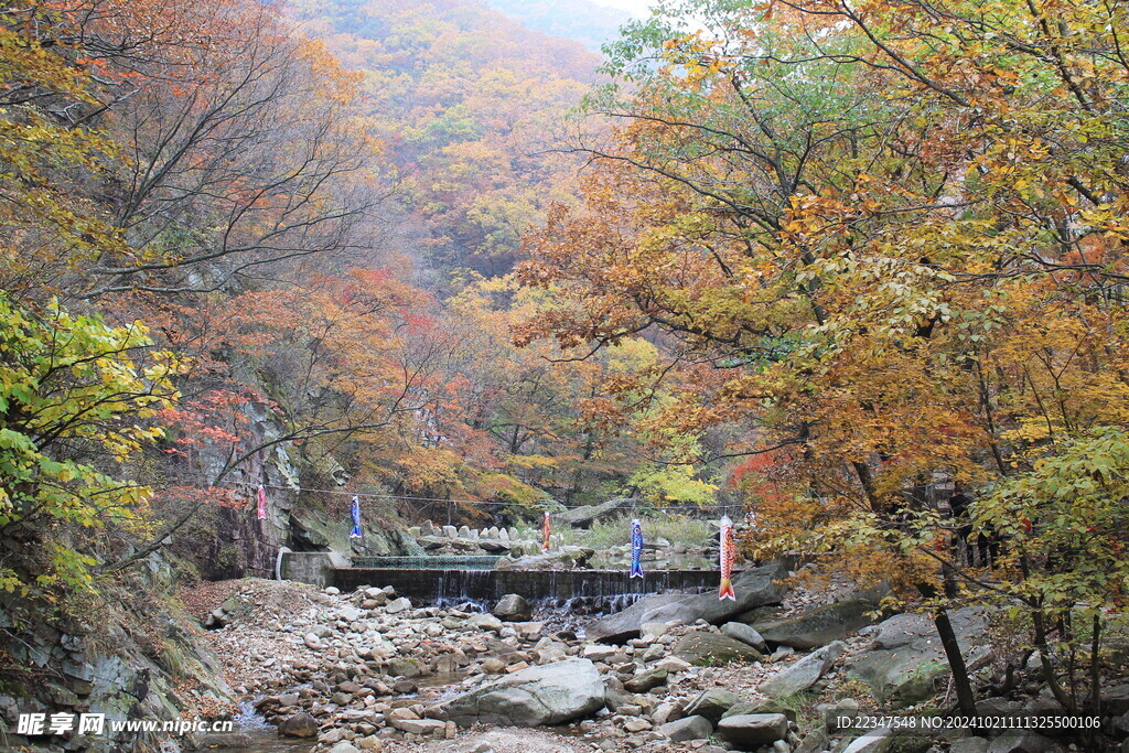 秋天枫叶红景色