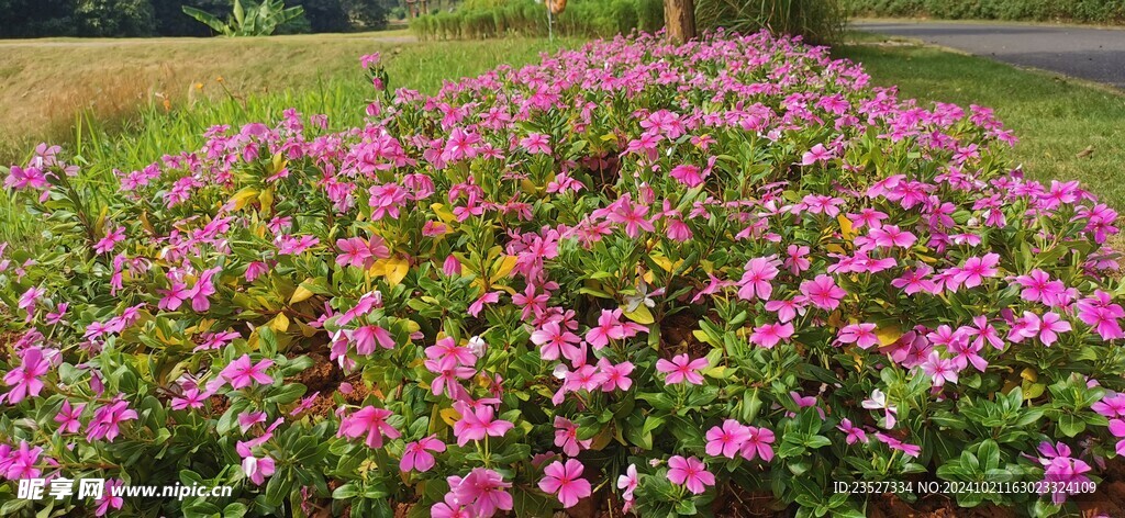 公园花海