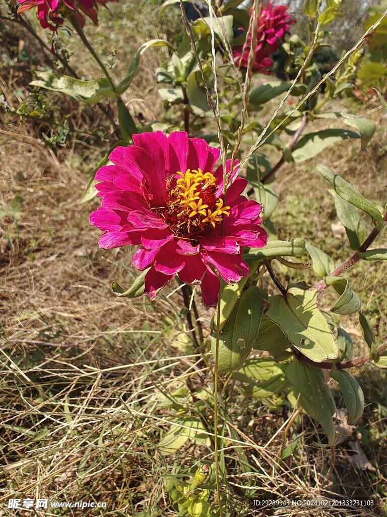 百日菊花