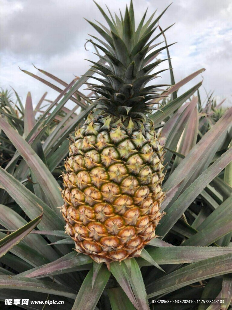 菠萝