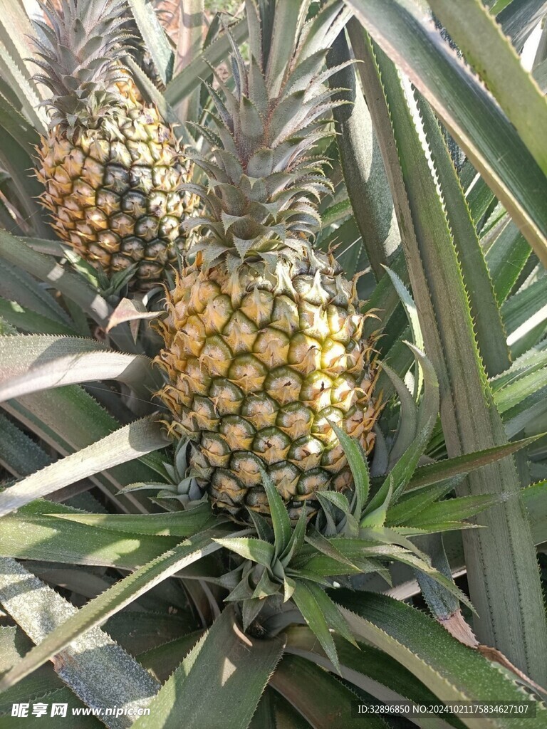 菠萝