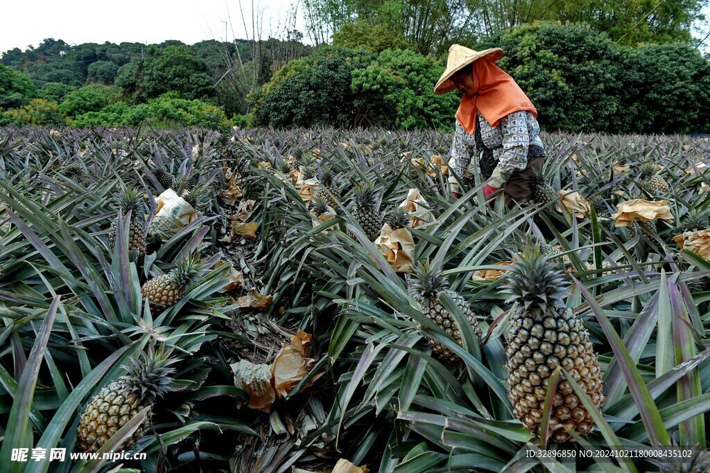 菠萝