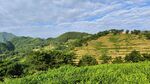 茶山   蓝天白云    茶叶