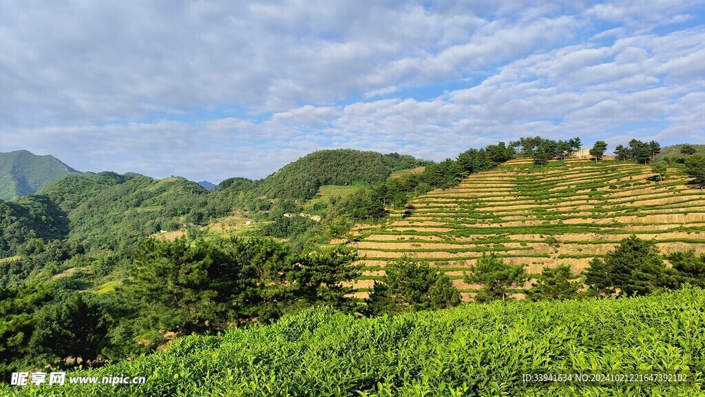 茶山   蓝天白云    茶叶