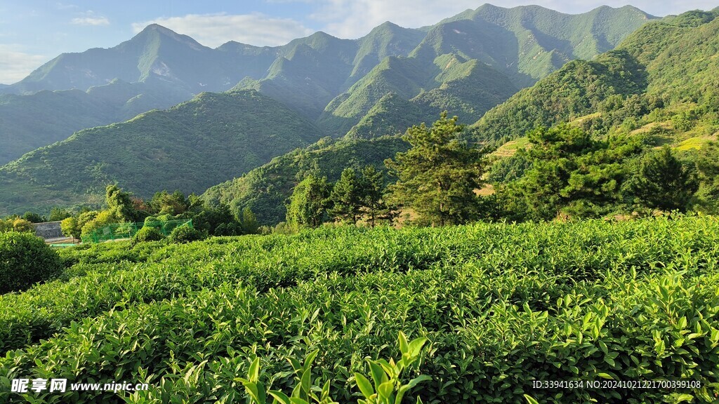 美丽茶山