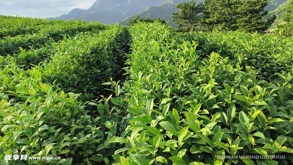 茶叶   茶山  茶园