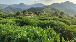 茶园风光   茶叶  茶山  