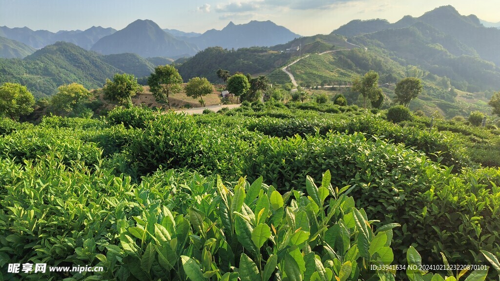 茶园风光   茶叶  茶山  