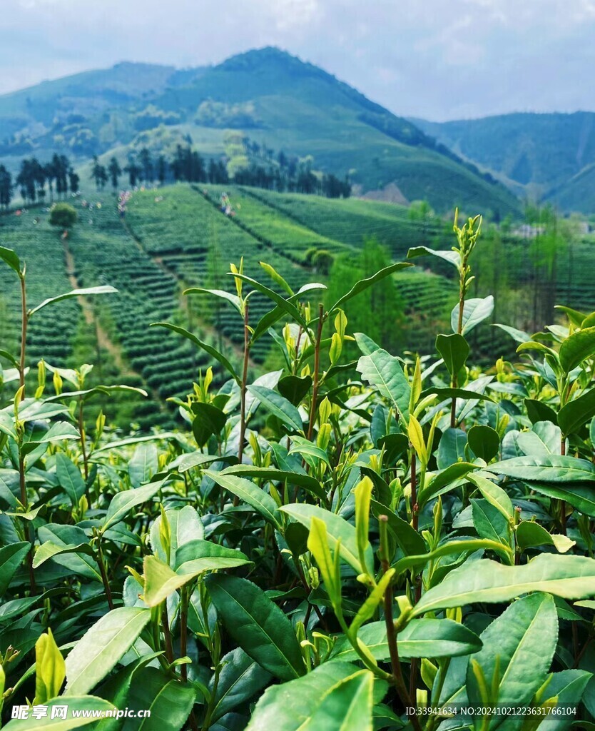 茶园      嫩绿茶叶