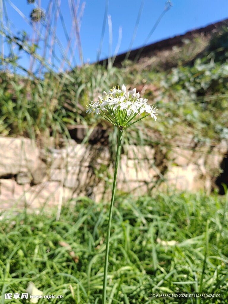 韭菜花