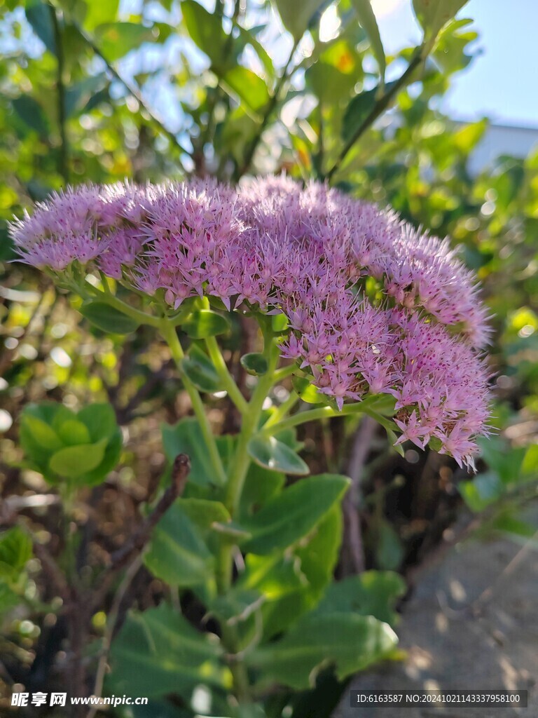 蝎子草花