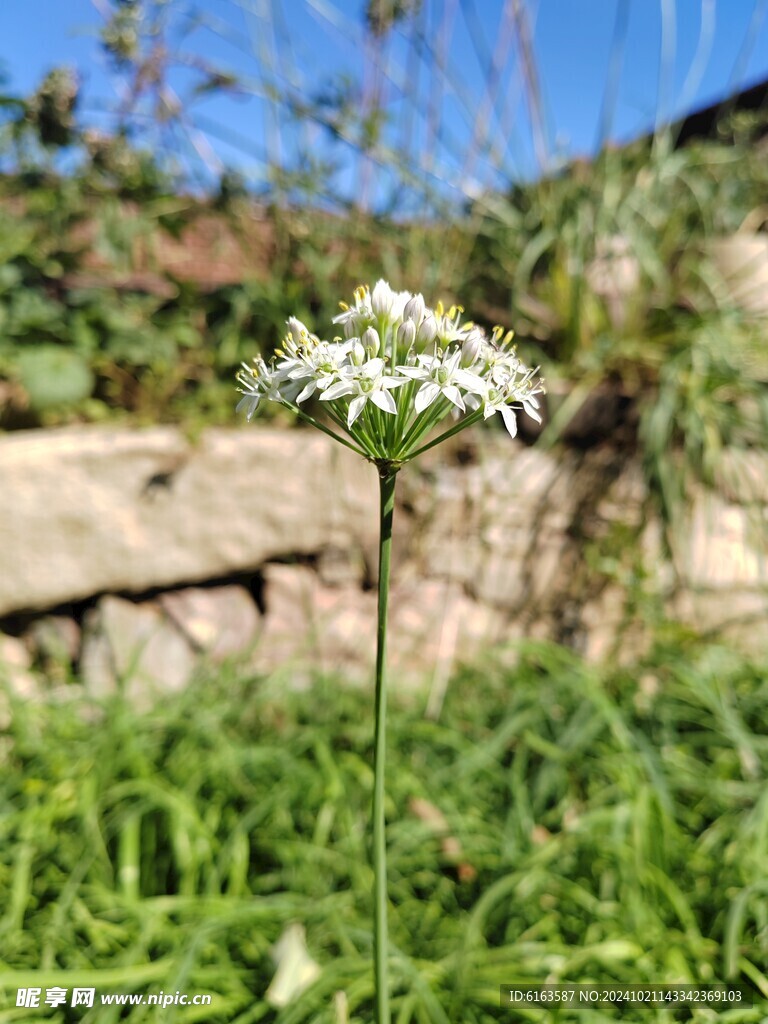 韭菜花