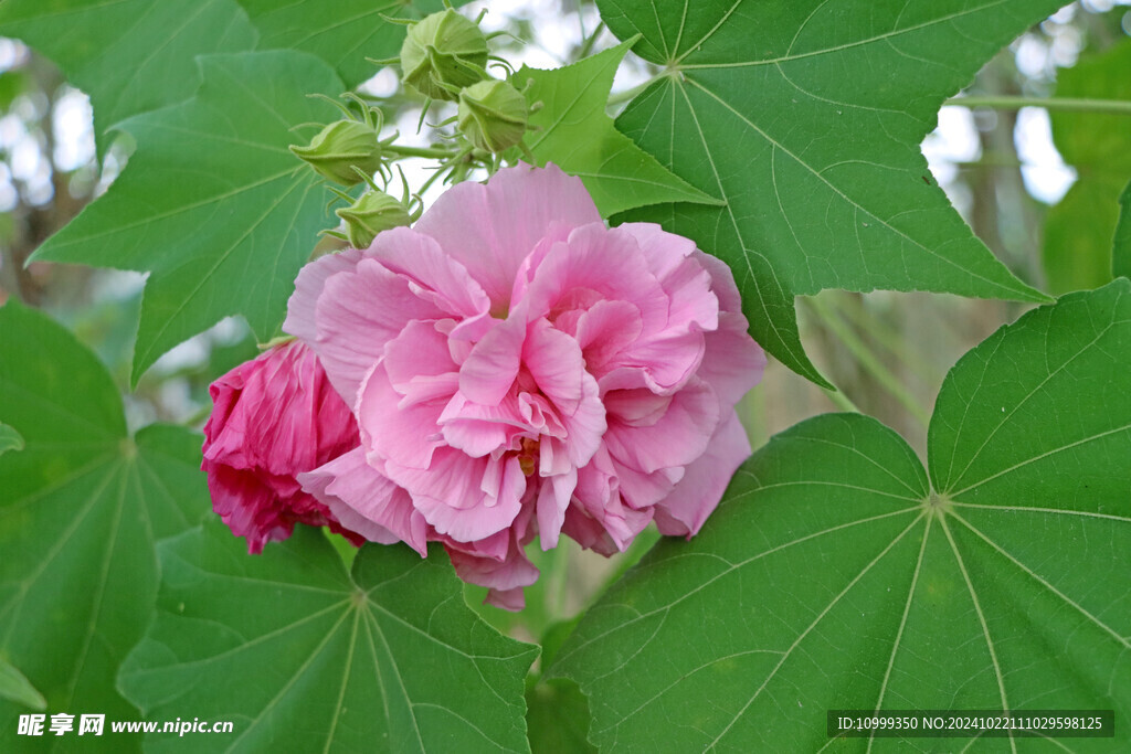 粉色木芙蓉花