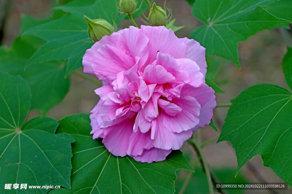 粉色木芙蓉花