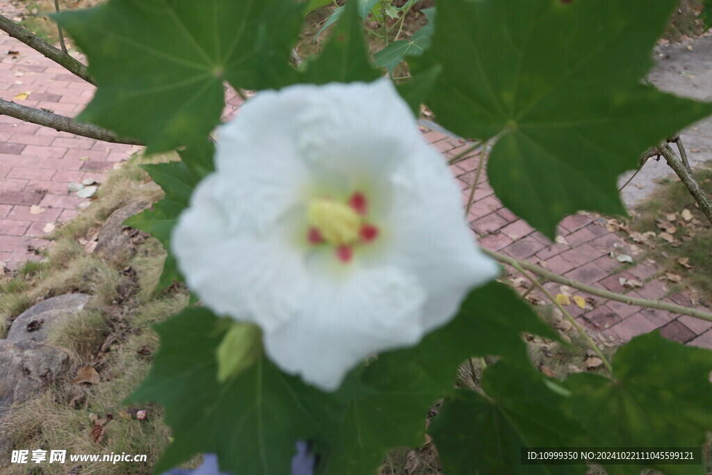 白色木芙蓉花